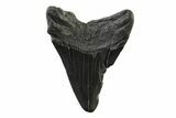 Fossil Megalodon Tooth - South Carolina #341416-1